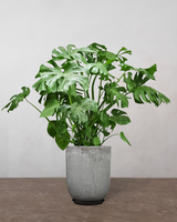 type=Glaseret krukke/color=Grå