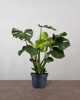 type=Ingen krukke/color=Ingen farve