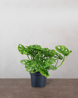 type=Ingen krukke/color=Ingen farve