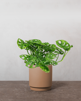 type=Simple krukke/color=Pale Terracotta