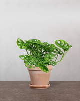 type=Terracotta krukke/color=Terracotta