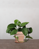 type=Terracotta krukke/color=Terracotta