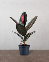 type=Ingen krukke/color=Ingen farve