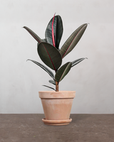 type=Terracotta krukke/color=Terracotta