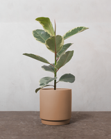 type=Simple krukke/color=Pale Terracotta