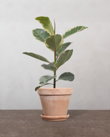 type=Terracotta krukke/color=Terracotta