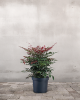 type=Ingen krukke/color=Ingen farve