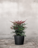 type=Greenify Udendørskrukke/color=Sort