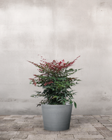 type=Greenify Udendørskrukke/color=Grå