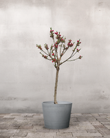 type=Greenify Udendørskrukke/color=Grå