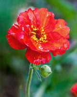 Nellikerod Geum 'Mrs Bradshaw' - 15-25 cm