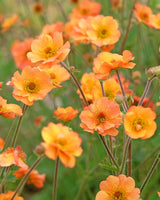 Nellikerod Geum Princess Juliana - 12 cm