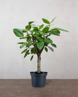 type=Ingen krukke/color=Ingen farve