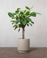 type=Simple krukke/color=Light Sand