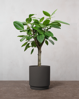 type=Simple krukke/color=Warm Black