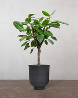 type=Vig krukke/color=Sort