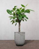 type=Glaseret krukke/color=Grå