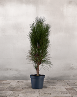 type=Ingen krukke/color=Ingen farve