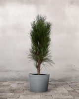 type=Greenify Udendørskrukke/color=Grå