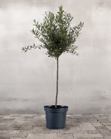 type=Ingen krukke/color=Ingen farve