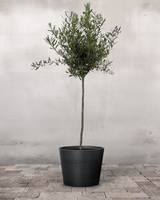 type=Greenify Udendørskrukke/color=Sort