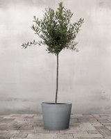 type=Greenify Udendørskrukke/color=Grå