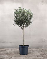 type=Ingen krukke/color=Ingen farve