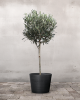 type=Greenify Udendørskrukke/color=Sort