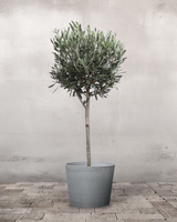 type=Greenify Udendørskrukke/color=Grå