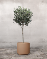 type=Simple krukke/color=Pale Terracotta