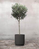 Oliventræ - 80-100 cm