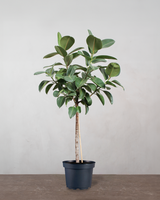 type=Ingen krukke/color=Ingen farve