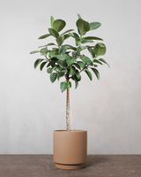 type=Simple krukke/color=Pale Terracotta