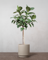 type=Simple krukke/color=Light Sand