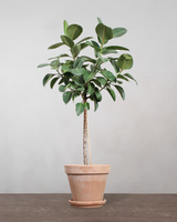 type=Terracotta krukke/color=Terracotta