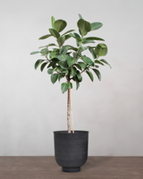 type=Vig krukke/color=Sort