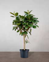 Opstammet Gummitræ - 260-280 cm