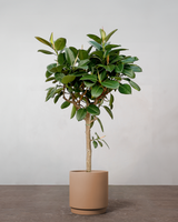 type=Simple krukke/color=Pale Terracotta