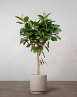 Opstammet Gummitræ - 260-280 cm