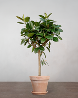 Opstammet Gummitræ - 260-280 cm