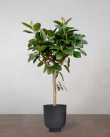 Opstammet Gummitræ - 260-280 cm