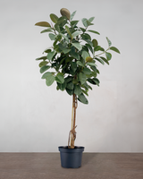 type=Ingen krukke/color=Ingen farve