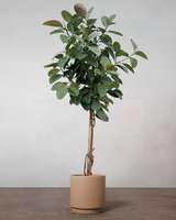 type=Simple krukke/color=Pale Terracotta