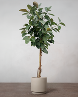 type=Simple krukke/color=Light Sand