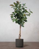 type=Simple krukke/color=Warm Black