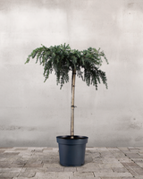 type=Ingen krukke/color=Ingen farve