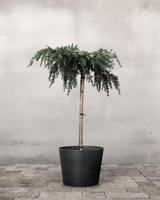 type=Greenify Udendørskrukke/color=Sort