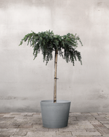 type=Greenify Udendørskrukke/color=Grå