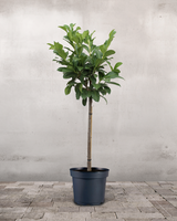 type=Ingen krukke/color=Ingen farve