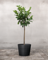 type=Greenify Udendørskrukke/color=Sort